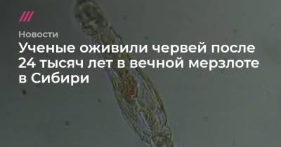 Ученые оживили червей после 24 тысяч лет в вечной мерзлоте в Сибири