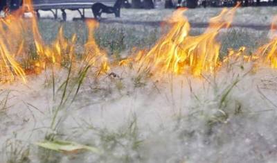 В мэрии Челябинска обеспокоились частыми поджогами тополиного пуха