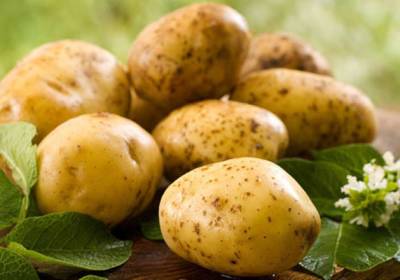 В Азербайджане начали выращивать новый сорт картофеля (Эксклюзив)