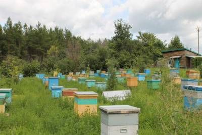 В Башкирии причиной гибели пчел могли стать химикаты