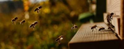 В Башкирии зафиксировали массовую гибель пчел после обработкой лесов пестицидами