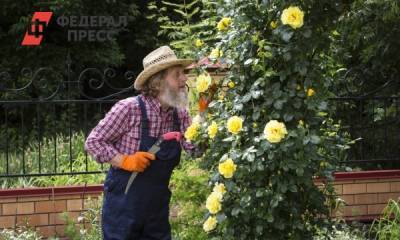 Как правильно сажать розы: советы российским садоводам
