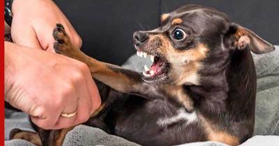 Мал, да сердит: почему маленькие собаки такие агрессивные