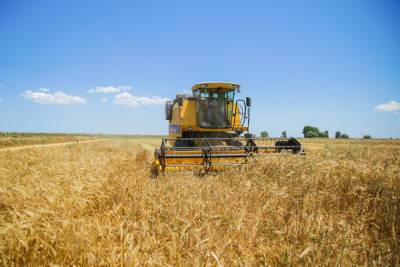 В Азербайджане собрано более 337 тыс. тонн зерна - минсельхоз