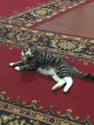 Кот из Коми стал самым культурным котом Петербурга