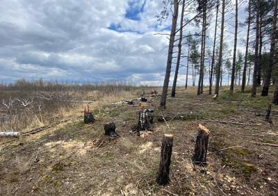 В Сельцах неизвестные незаконно вырубили лес почти на 70 тысяч рублей