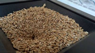 Россия резко сократила экспорт пшеницы