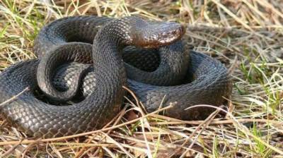 В Африке удалось спасти водителя после укуса ядовитой змеи