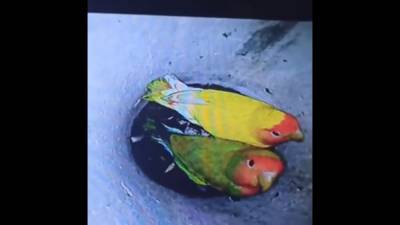 В Петербурге из вентиляции спасли парочку неразлучных попугаев