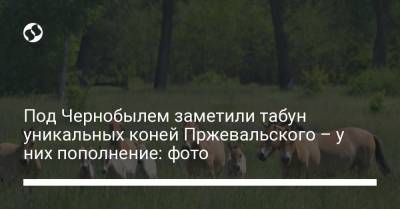 Под Чернобылем заметили табун уникальных коней Пржевальского – у них пополнение: фото