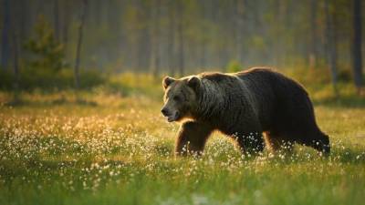Гуляющий по подмосковному поселку медведь попал на видео