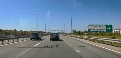 Видео: утка с утятами неудачно перешли КАД, двое птенцов погибли под колесами авто
