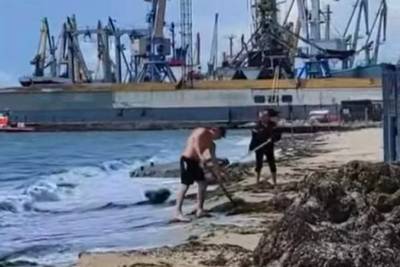 В Бердянске коммунальщики очищали пляж от водорослей, выбрасывая их обратно в море