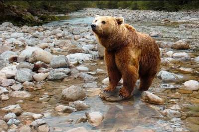 В Московской области из гольф-клуба сбежал медведь
