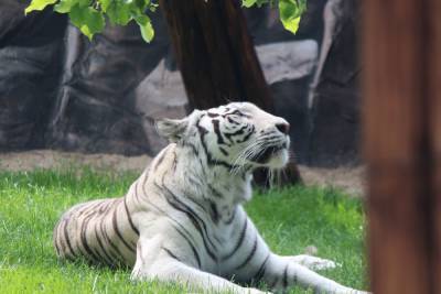 Белая тигрица Вега появилась в нижегородском зоопарке «Лимпопо»