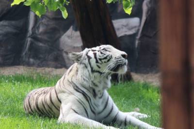 Белая тигрица Вега появилась в нижегородском зоопарке Лимпопо