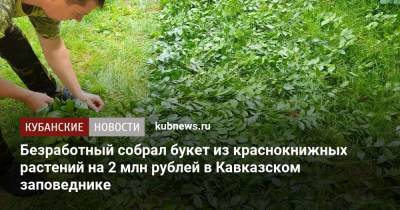 Безработный собрал букет из краснокнижных растений на 2 млн рублей в Кавказском заповеднике