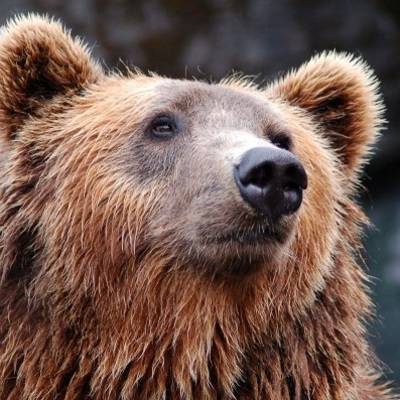 Около пансионата "Клязьминское водохранилище" очевидцы засекли бурого медведя