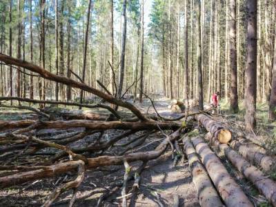 Лесам Украины с начала года нанесли ущерба на 130 млн грн – Госэкоинспекция