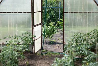 Как правильно ухаживать за высаженной в теплицы помидорной рассадой?