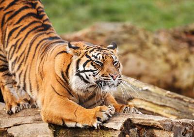 Пражский зоопарк вошел в пятерку лучших в мире