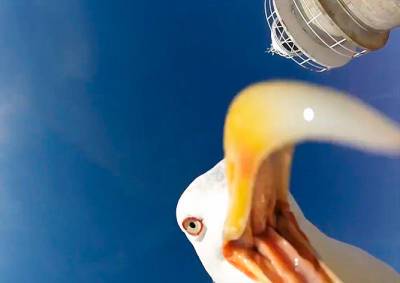 Видео: наглая чайка украла у туристов камеру GoPro