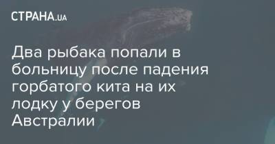 Два рыбака попали в больницу после падения горбатого кита на их лодку у берегов Австралии