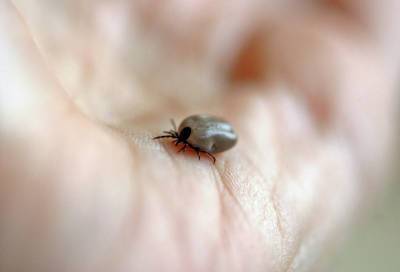 Более 2700 человек пострадали от укусов клещей в Ленобласти