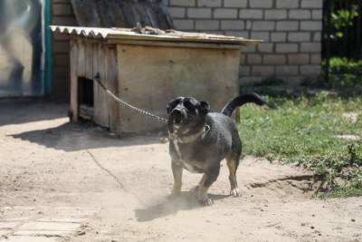 В Волгоградской области на детей кинулась бешеная собака