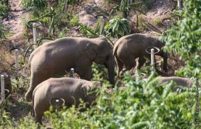 Мигрирующие китайские слоны стали международными звездами в интернете