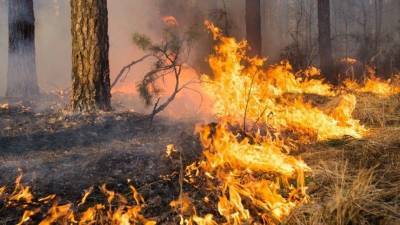 Минприроды заявило о занижении Якутией и Приангарьем данных о лесных пожарах