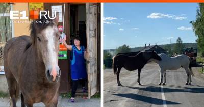 «Конь в посудной лавке!» На Урале лошади атаковали магазин, перекрыли дорогу и напугали туриста из Москвы. Видео