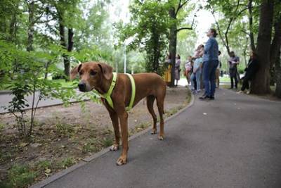 Пьяным россиянам захотели запретить выгуливать домашних животных