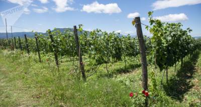 Фермеры в Грузии не смогут сдать виноград без выписки из кадастра