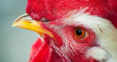 Беларусь ограничит ввоз птицы из Литвы из-за птичьего гриппа