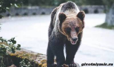 Две истории о том, как отважной девушке и собакам удалось прогнать медведей