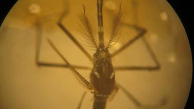 Врач-терапевт предупредила о неожиданной опасности комариных укусов