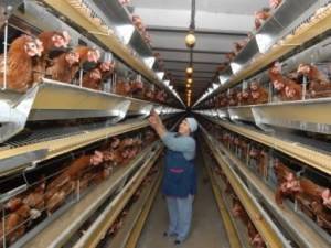 Мясо подорожало в Узбекистане, правительство принимает меры