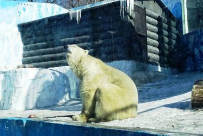 В зоосаде Хабаровска умер белый медведь. От чего погиб Хабар?