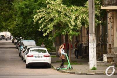 Новости про высадку 1000 акаций в Одессе - это будут взрослые деревья