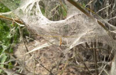 Россельхозцентр Коми назвал причины нашествия черемуховой паутины