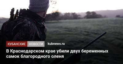В Краснодарском крае убили двух беременных самок благородного оленя