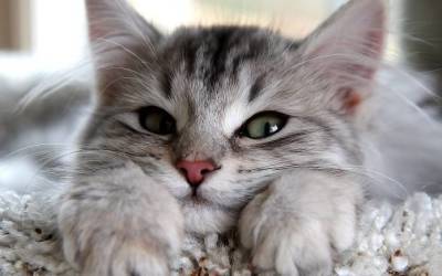 13 гиф-доказательств того, что котики – безумно милые создания