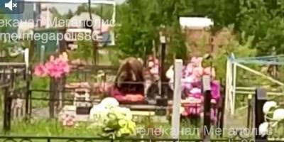 Жители ХМАО перестали посещать кладбища из-за нашествия медведей
