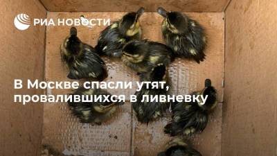 В Москве спасли утят, провалившихся в ливневку