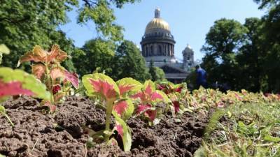 Видео: как петербургские садовники украсили Александровский сад к Фестивалю цветов