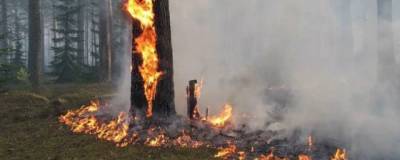 МЧС предупредило о высокой пожароопасности в Ярославской области