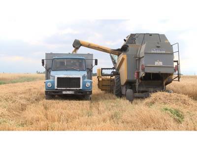 В Карабахе началась уборка зерновых - Trend TV