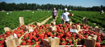 На юге Финляндии начались проверки ферм, где трудятся иностранцы