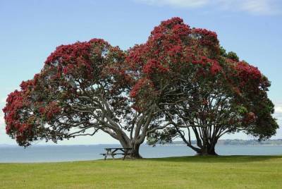 Похутукава — легендарное дерево маори. Как вырастить его в квартире?